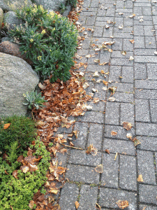 bd_Aga_Laub_Anfang_August_002