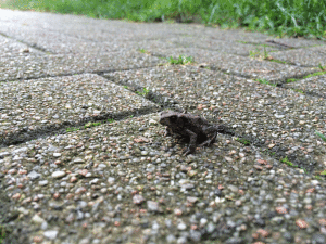 bd_Aga_Bahnberg_MiniKroete_IMG_5080