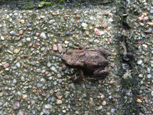 bd_Aga_Bahnberg_MiniKroete_IMG_5081